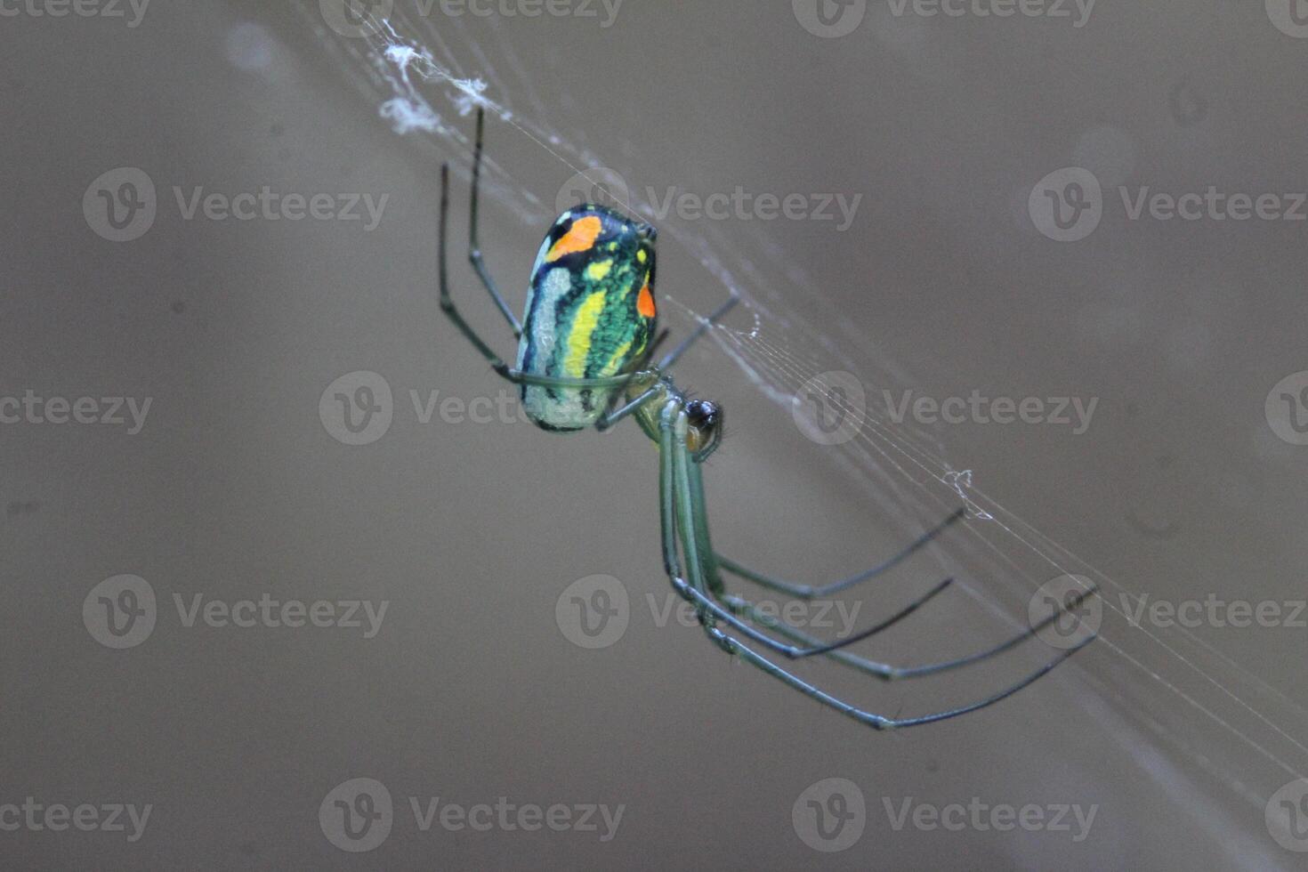 Mabel's orchard orb weaver on web photo