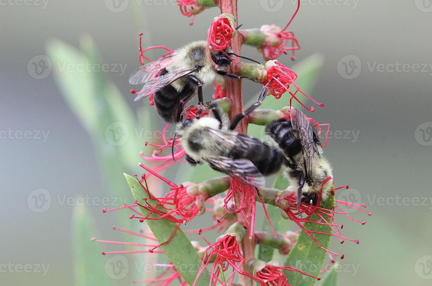 bees on bottle brush tree photo