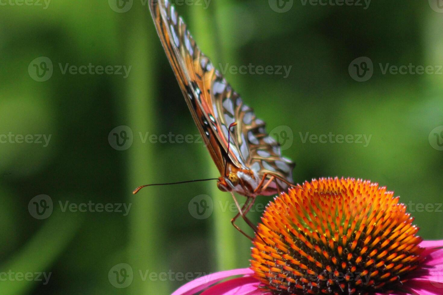 gulf fritillary butterfly on coneflower photo