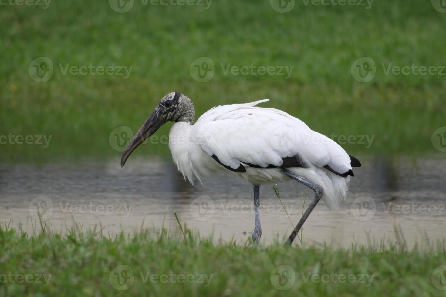 wood stork wading in pond photo