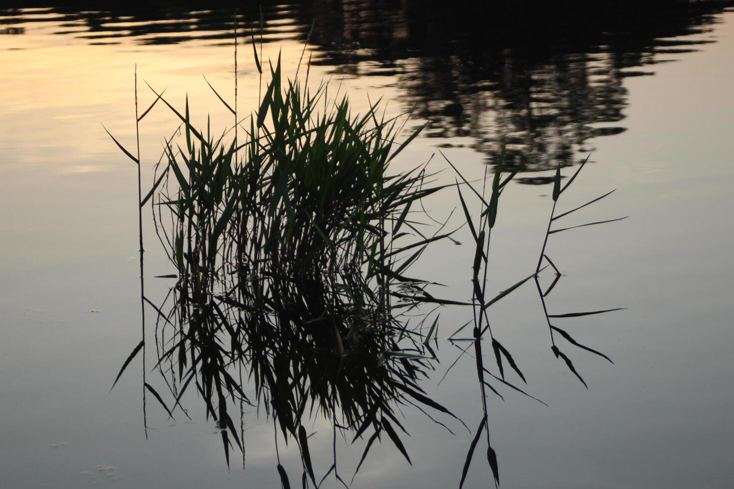 lake grass reflecting on water at sunset photo