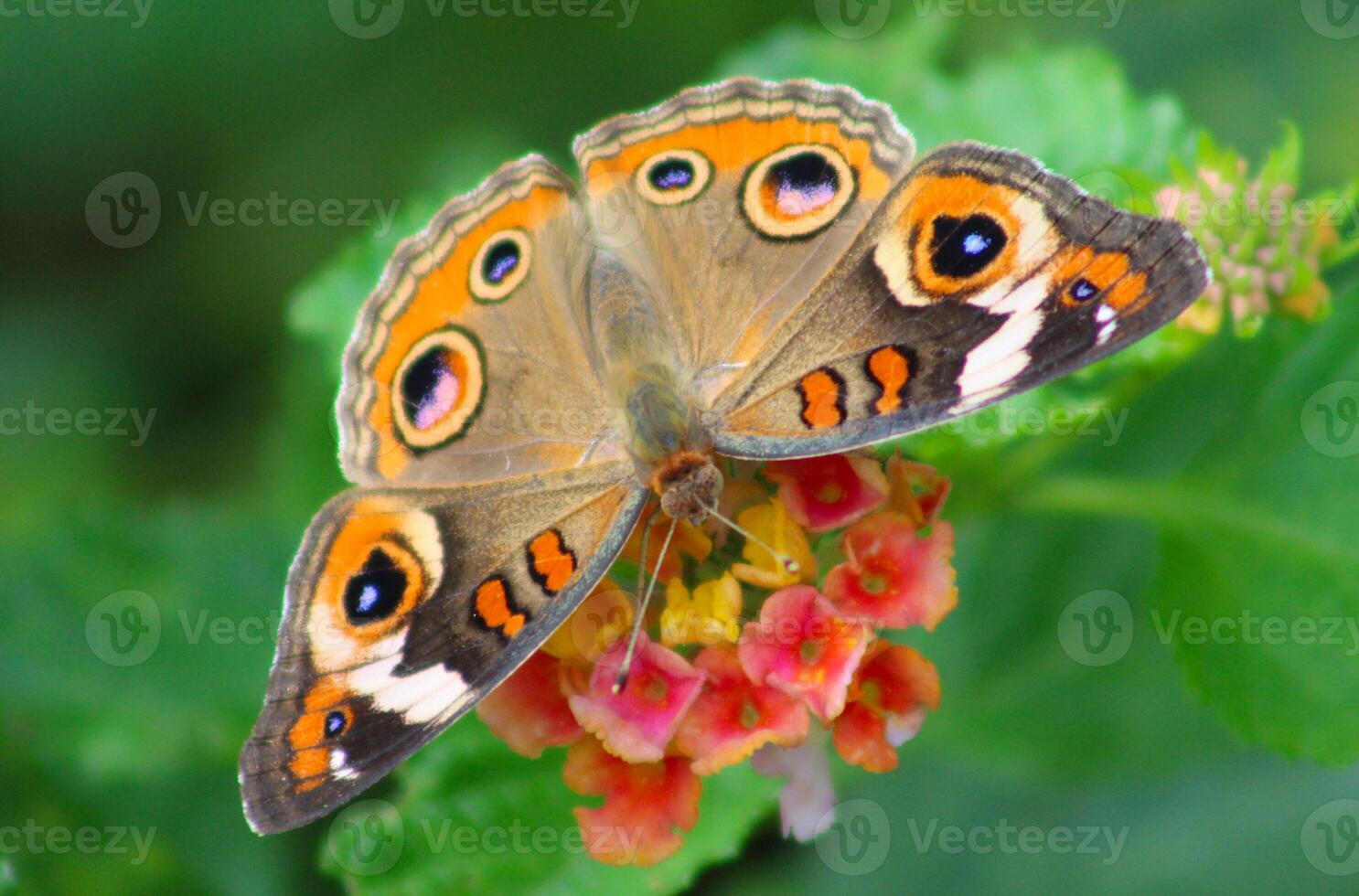 common buckeye butterfly on lantana photo
