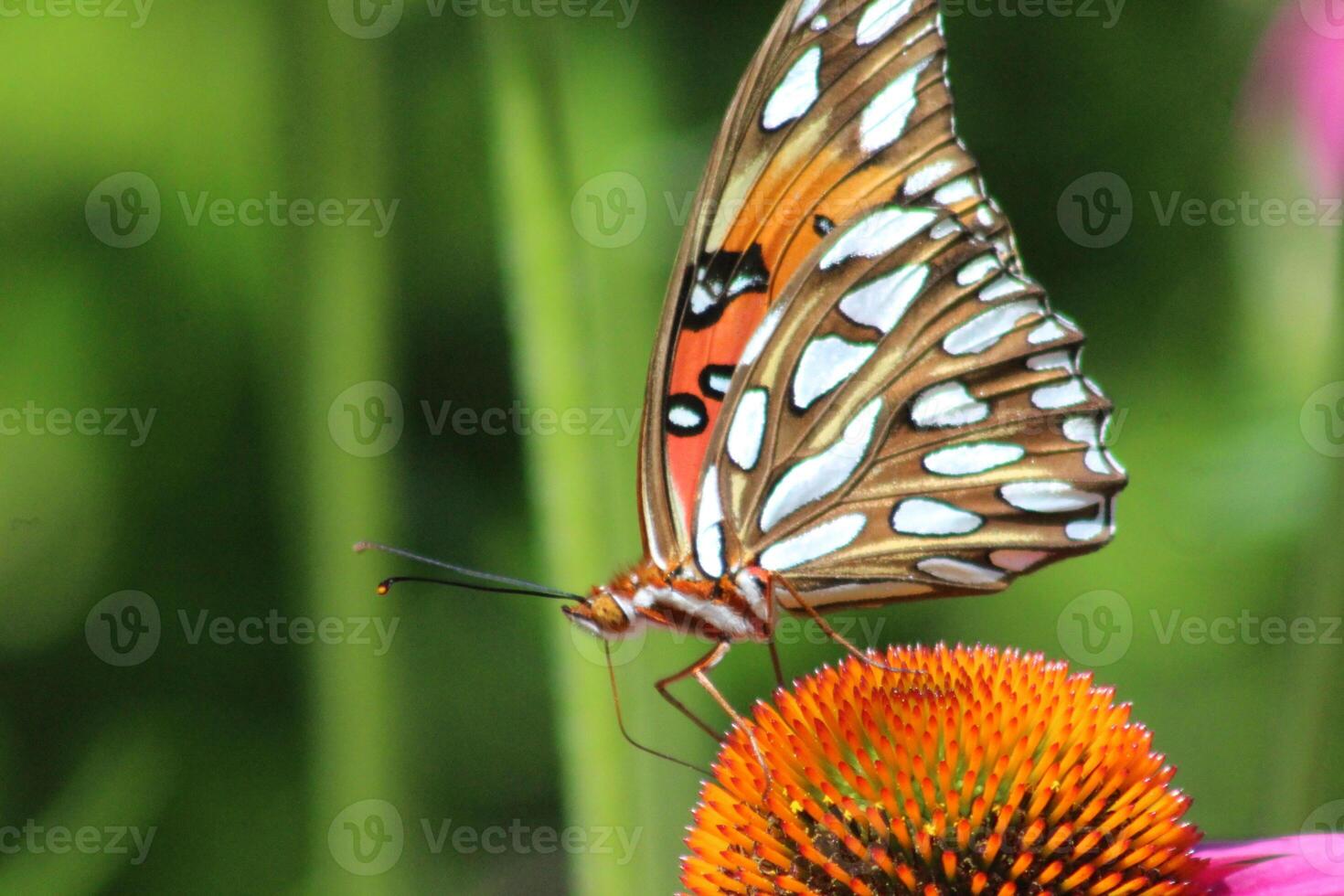 gulf fritillary butterfly on coneflower photo
