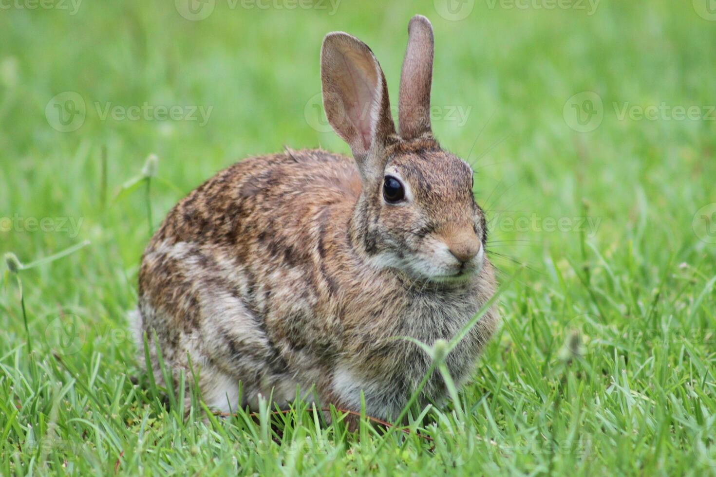 brown rabbit sitting in grass photo