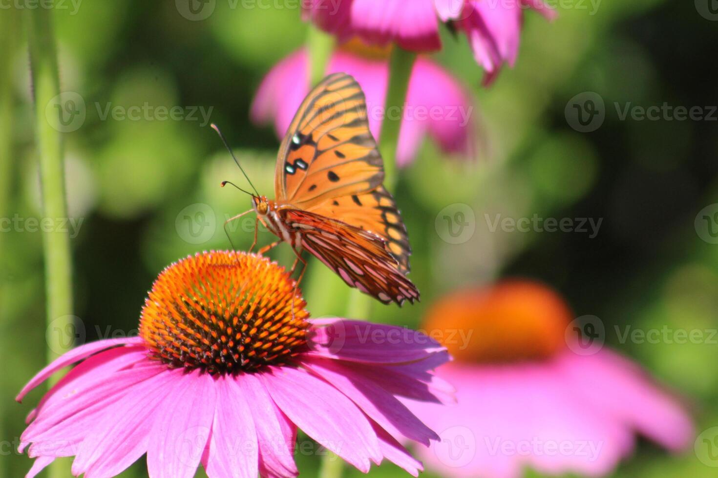 gulf fritillary butterfly on coneflower photo
