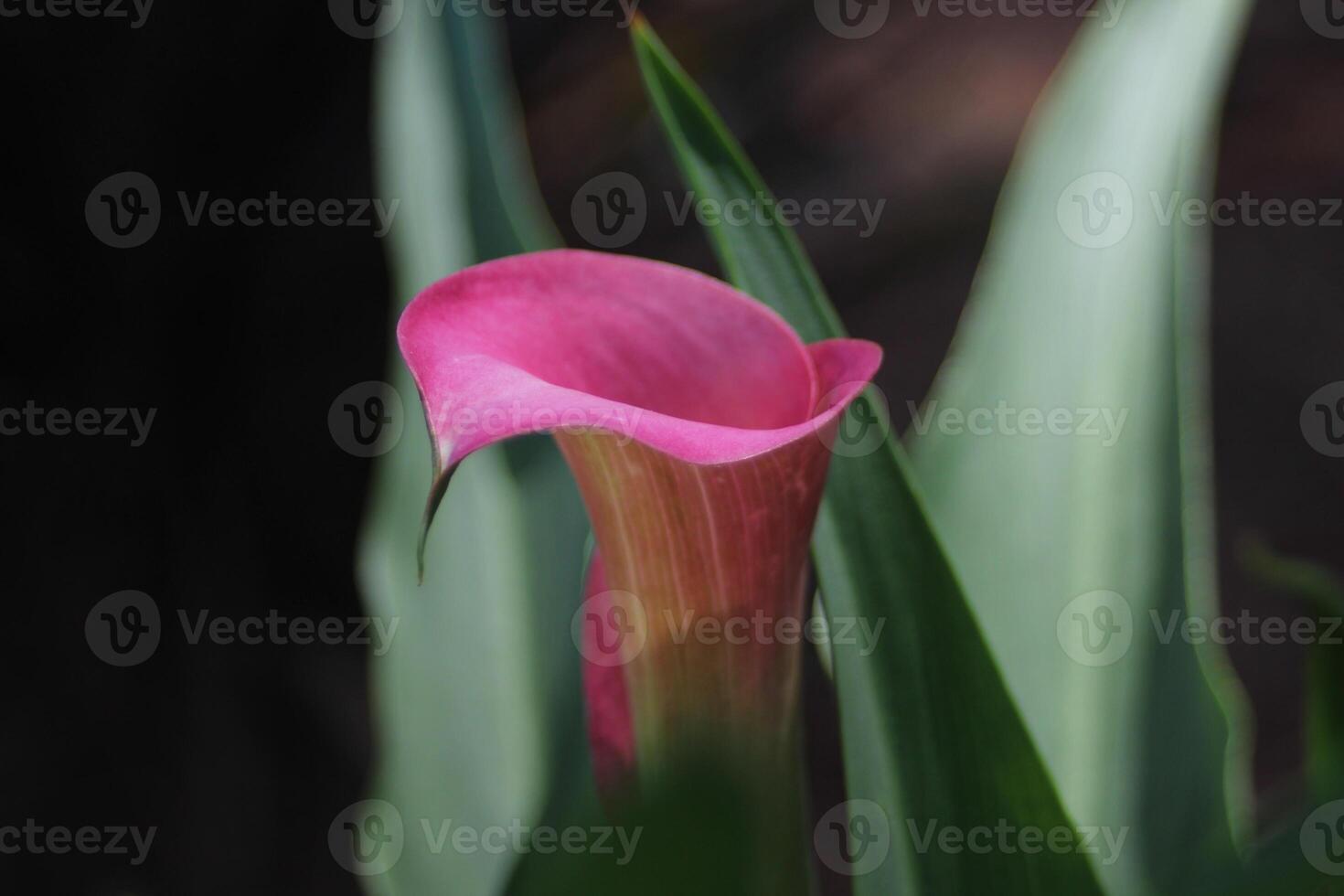 closeup of calla lily flower photo