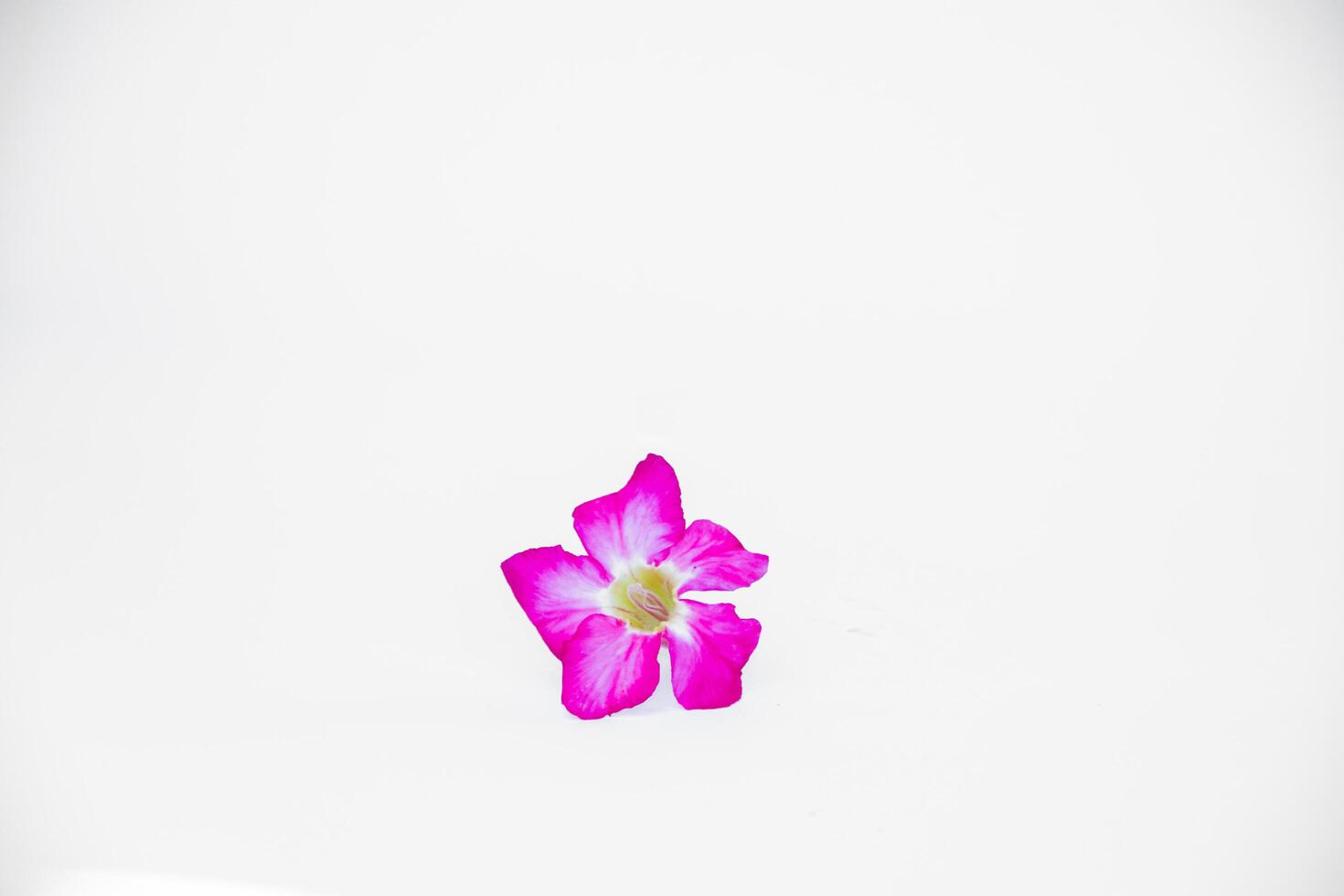 beautiful close up of pink adenium flowers white background photo