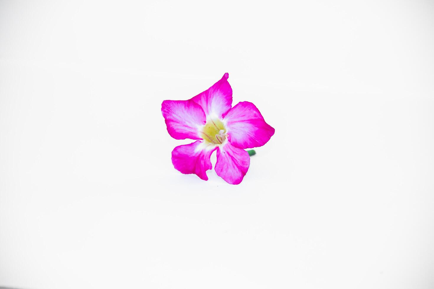 beautiful close up of pink adenium flowers white background photo