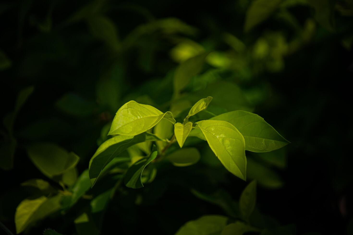 Close-up of light green leaves with dark background. Free space photo
