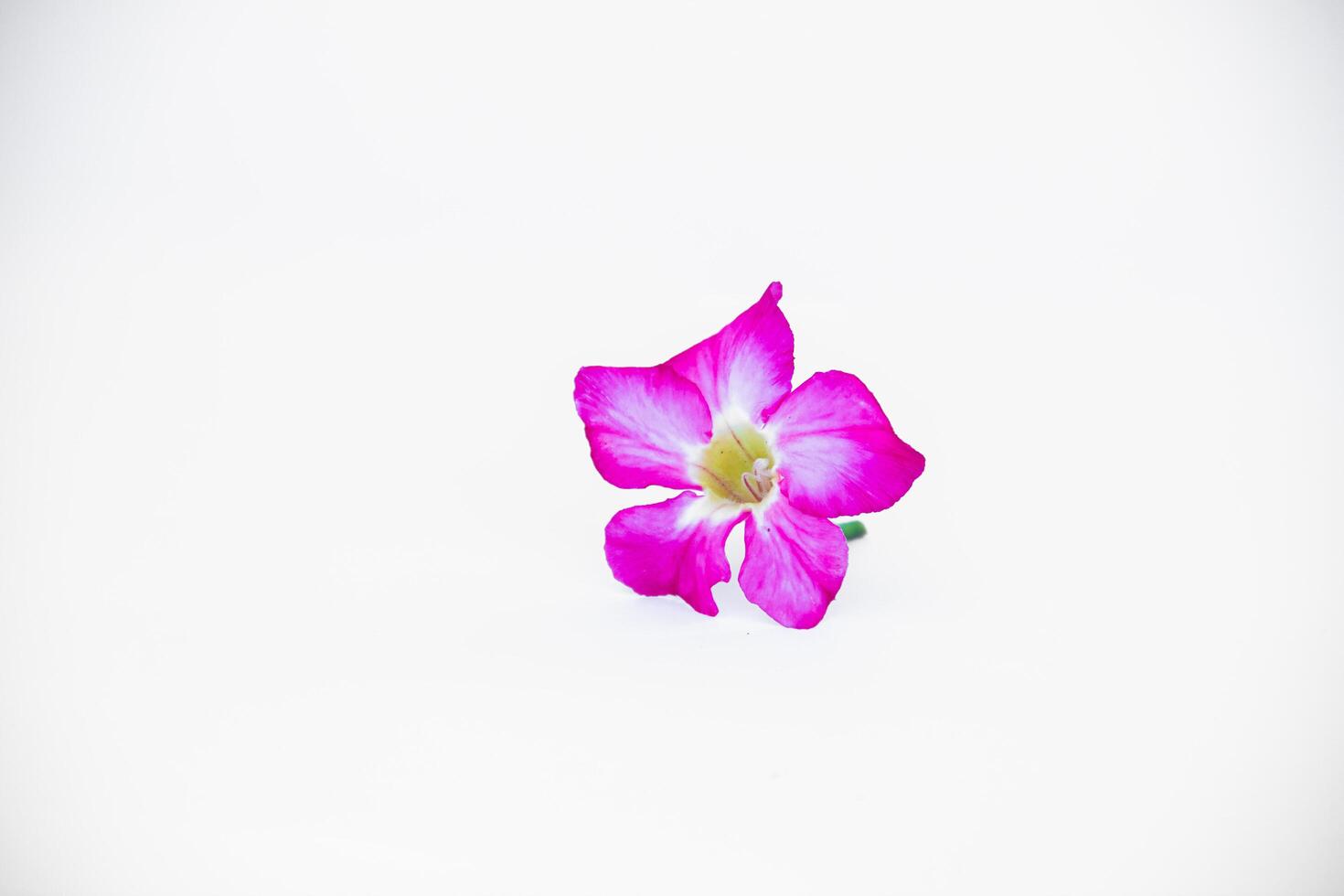 beautiful close up of pink adenium flowers white background photo