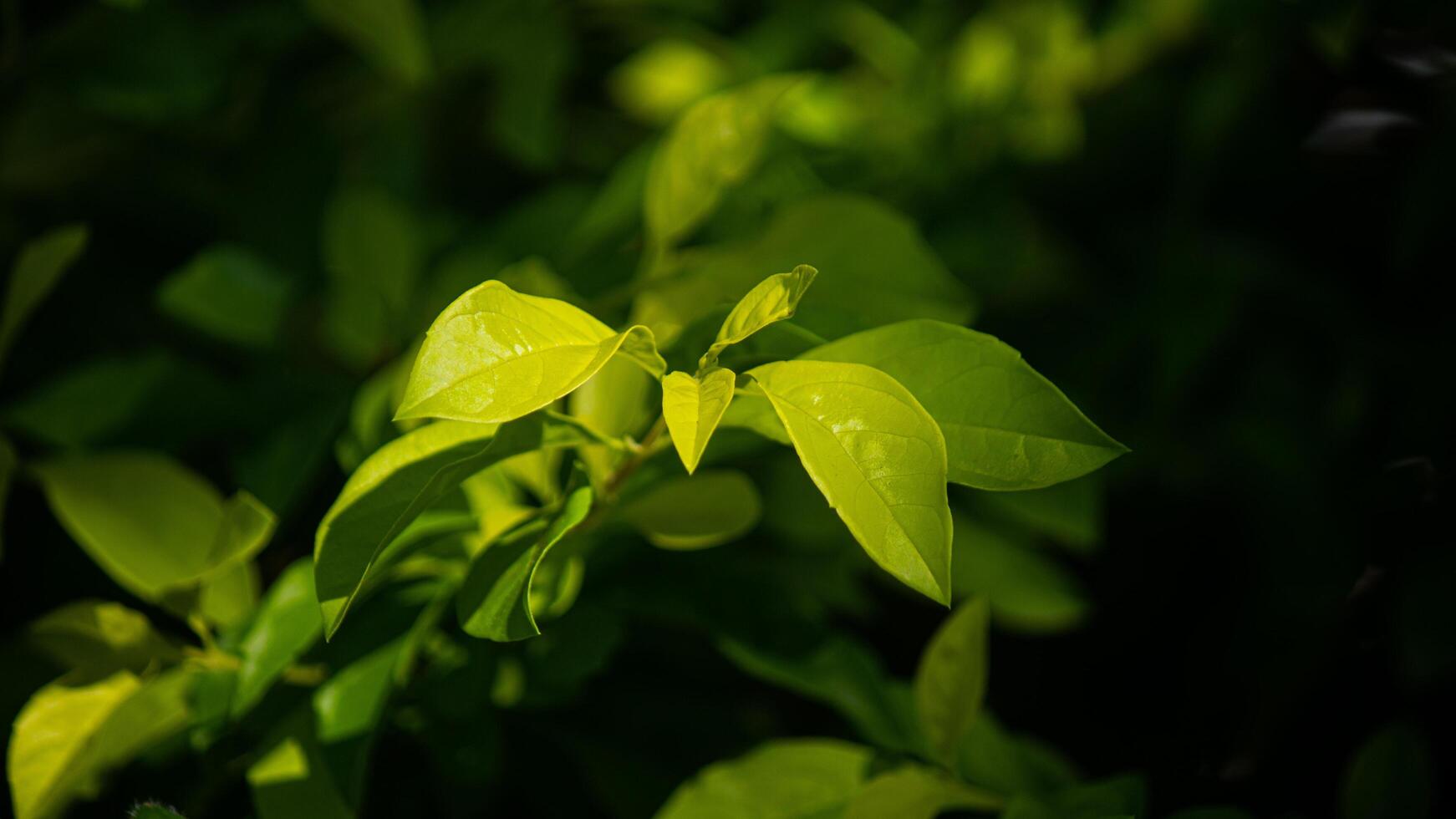 Close-up of light green leaves with dark background. Free space photo