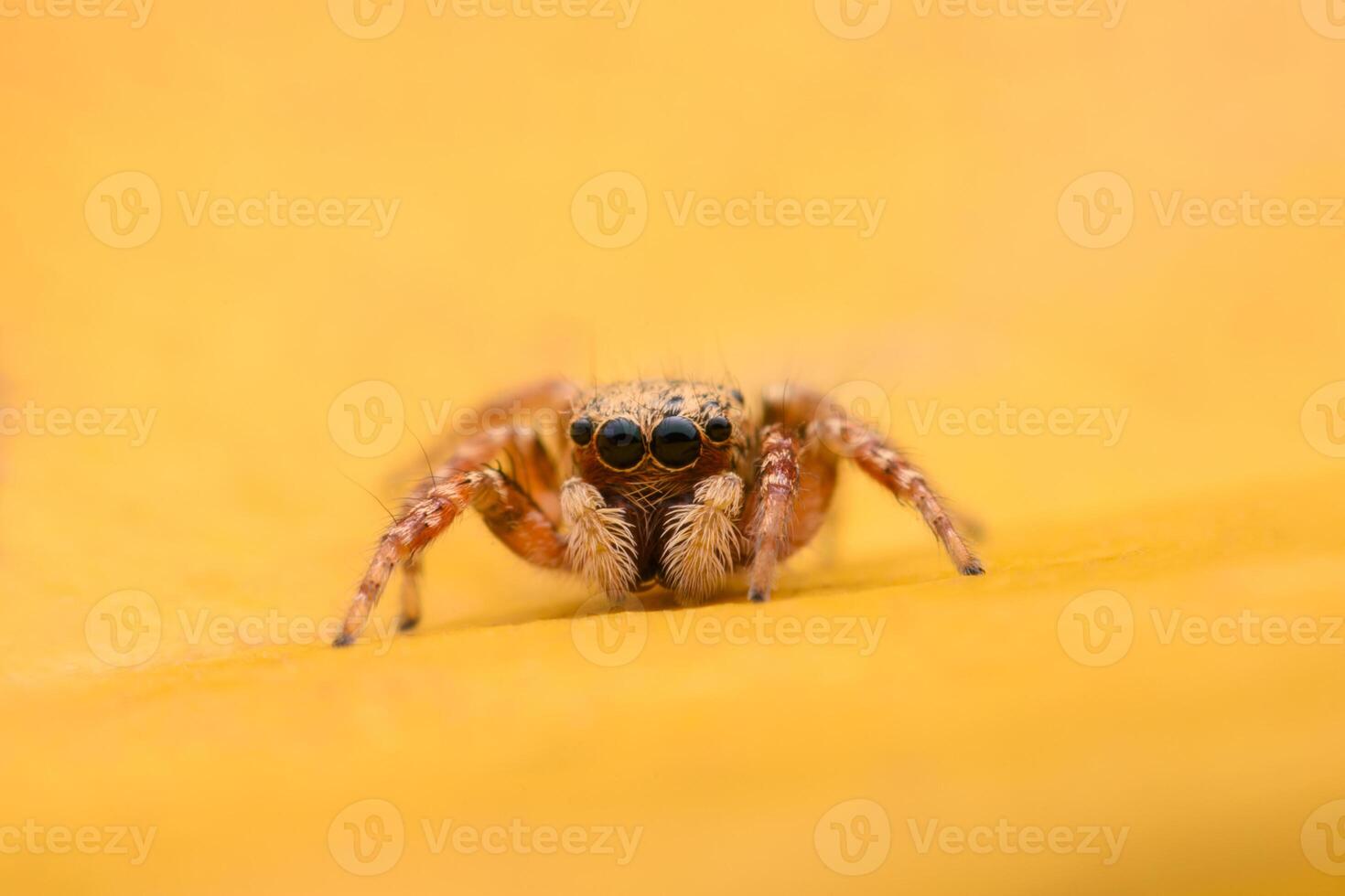 Spiders jumping on leaves. Captured with a close-up macro, the details of the little spider are displayed. photo