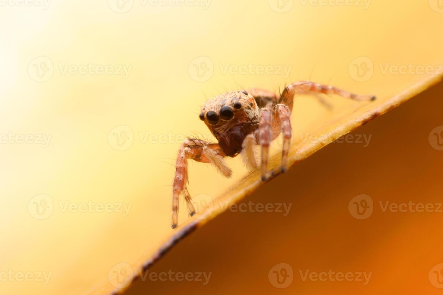 Spiders jumping on leaves. Captured with a close-up macro, the details of the little spider are displayed. photo