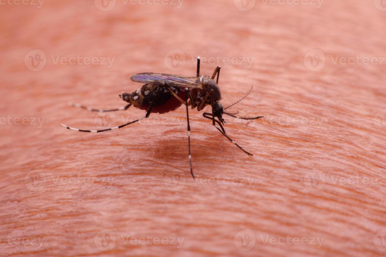 A mosquito that carries dengue fever and Zika virus is sucking blood on a person's skin. photo