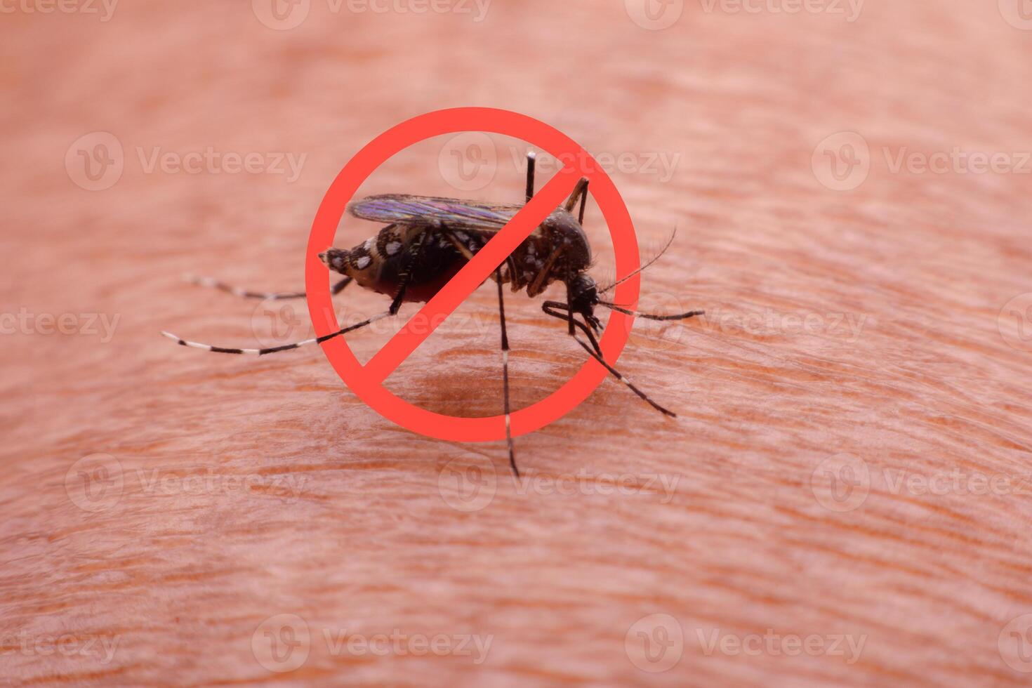 A mosquito that carries dengue fever and Zika virus is sucking blood on a person's skin. photo