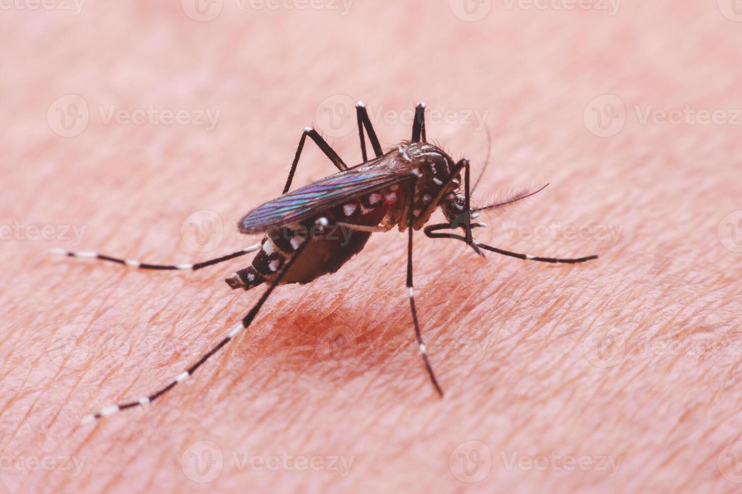 A mosquito that carries dengue fever and Zika virus is sucking blood on a person's skin. photo