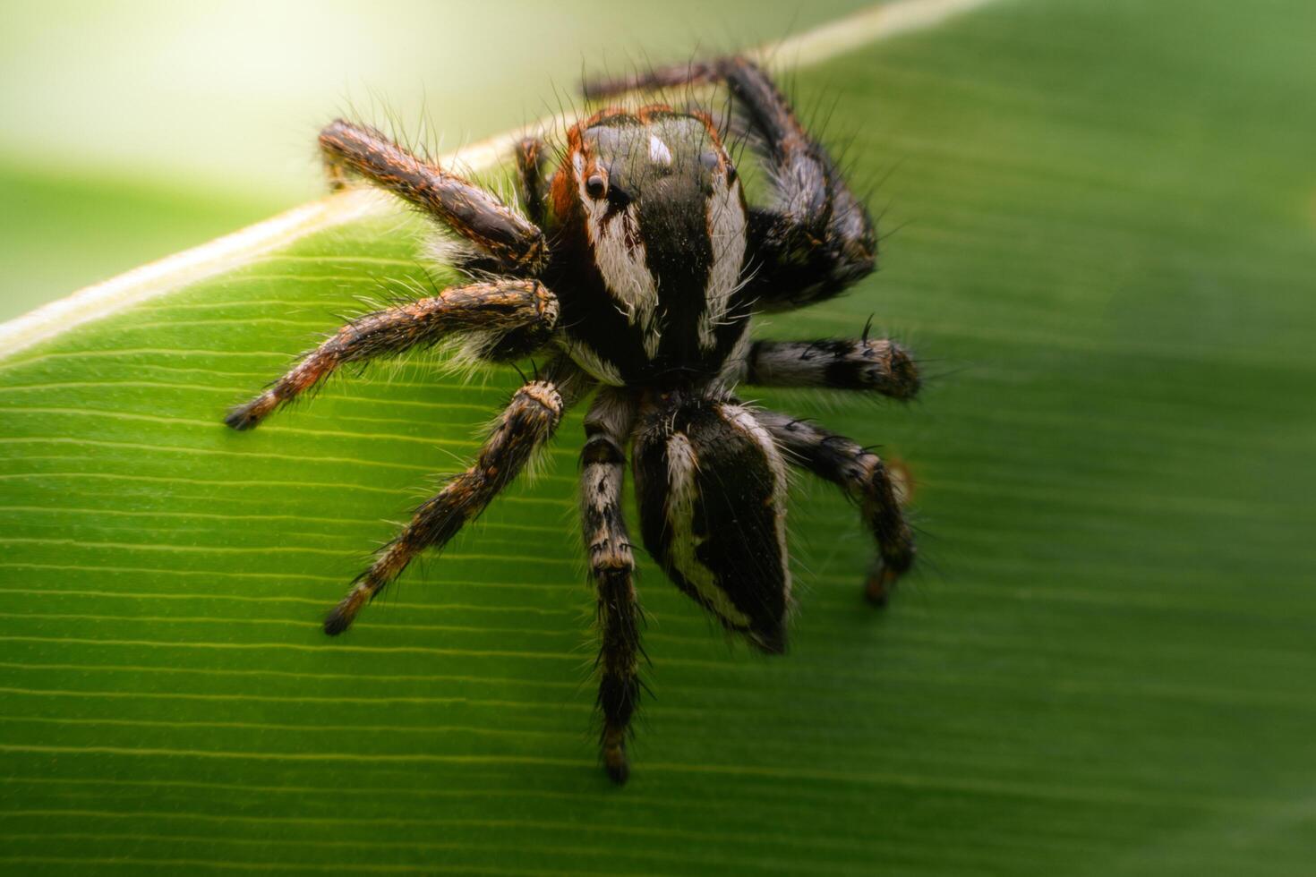 Spiders jumping on leaves. Captured with a close-up macro, the details of the little spider are displayed. photo