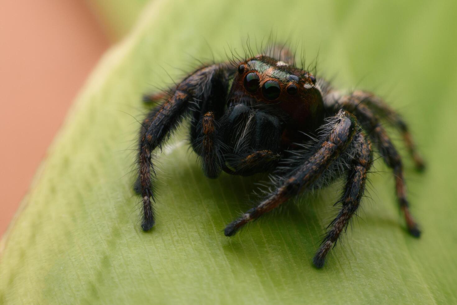 Spiders jumping on leaves. Captured with a close-up macro, the details of the little spider are displayed. photo