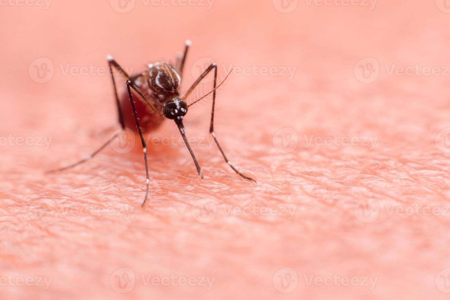 A mosquito that carries dengue fever and Zika virus is sucking blood on a person's skin. photo