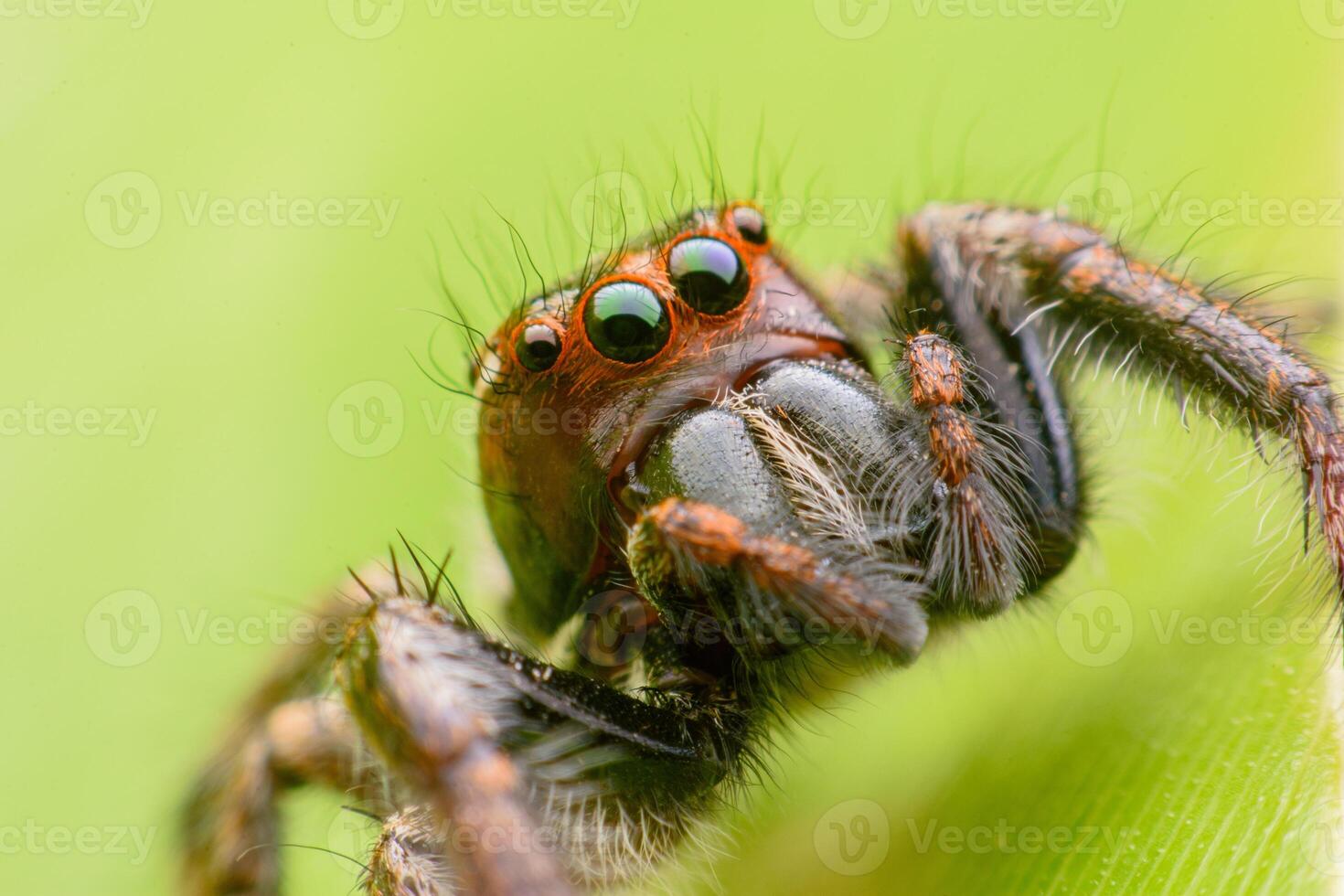 Spiders jumping on leaves. Captured with a close-up macro, the details of the little spider are displayed. photo