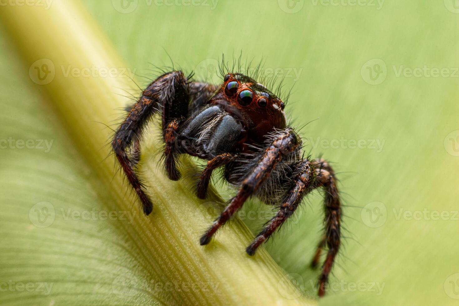 Spiders jumping on leaves. Captured with a close-up macro, the details of the little spider are displayed. photo