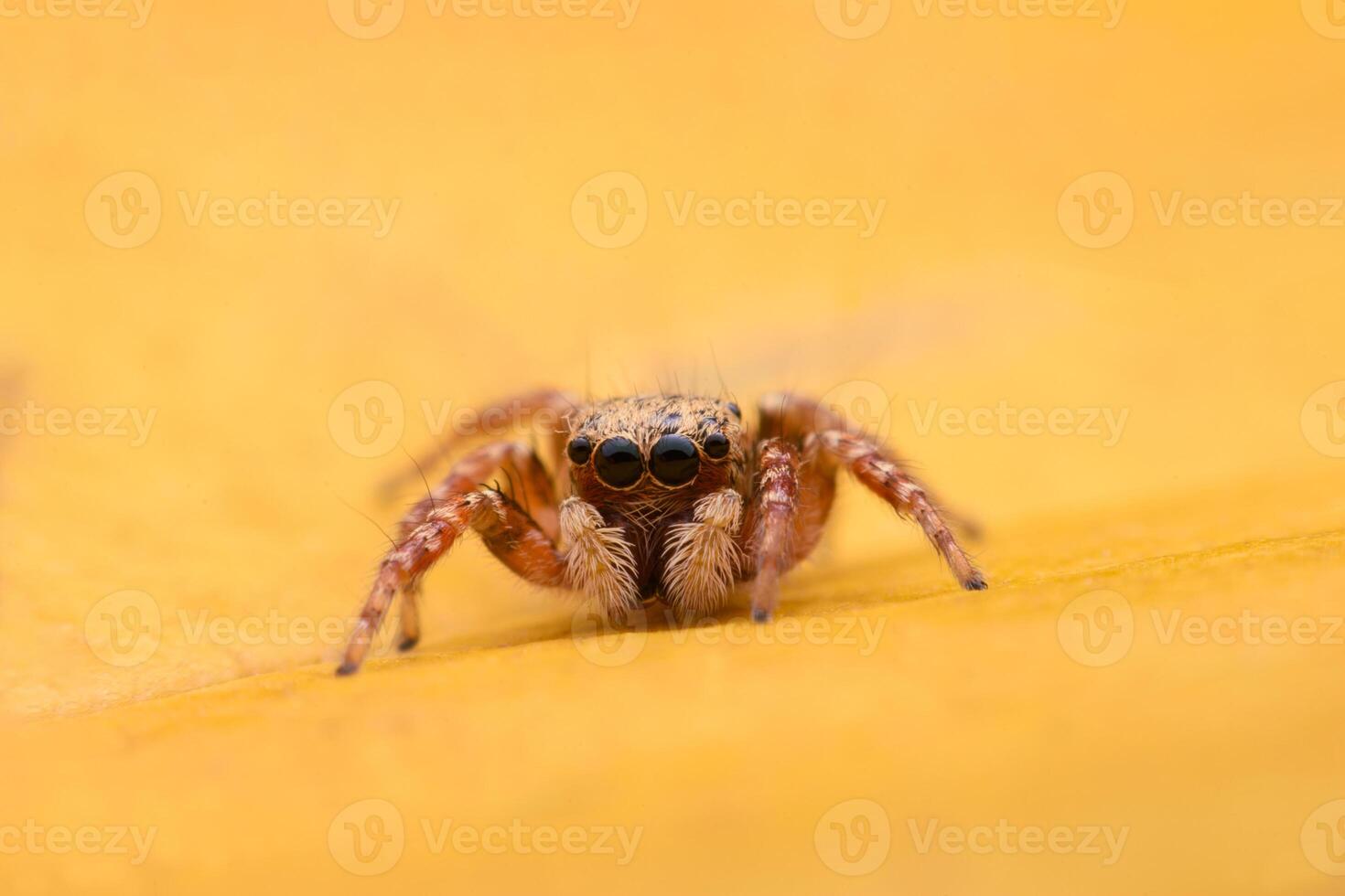 Spiders jumping on leaves. Captured with a close-up macro, the details of the little spider are displayed. photo