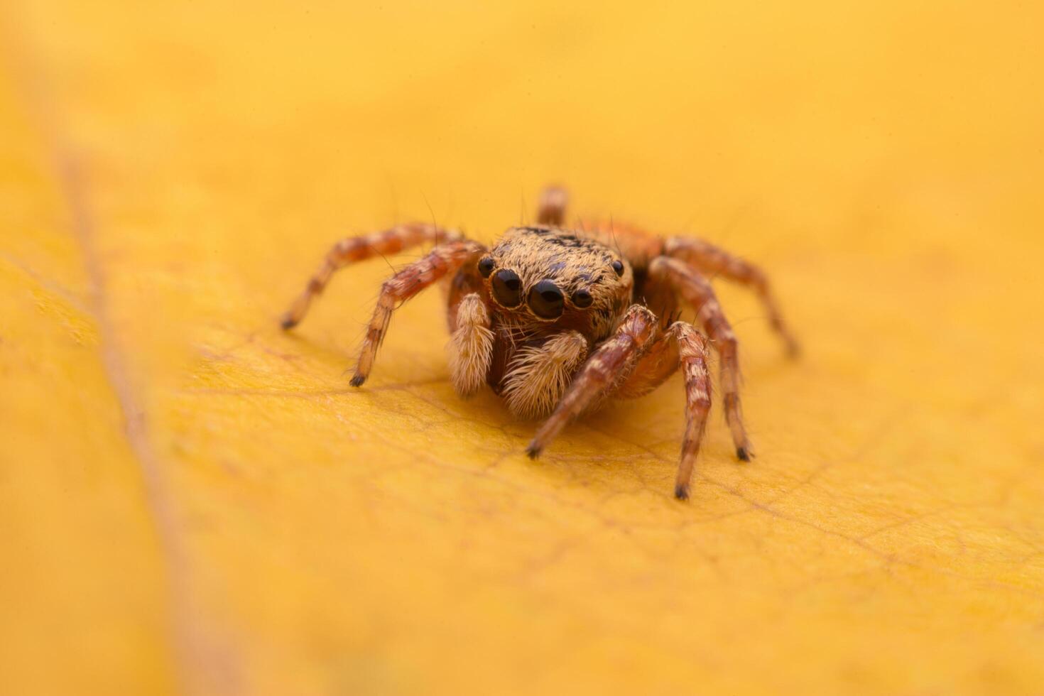 Spiders jumping on leaves. Captured with a close-up macro, the details of the little spider are displayed. photo