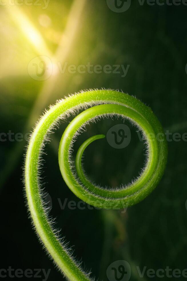 Close up The young shoots of plants curl into a spiral that resembles the law of the golden ratio. photo
