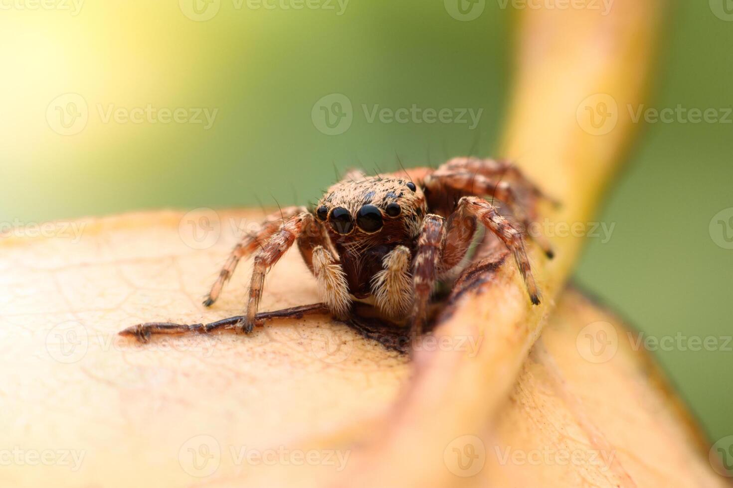 Spiders jumping on leaves. Captured with a close-up macro, the details of the little spider are displayed. photo