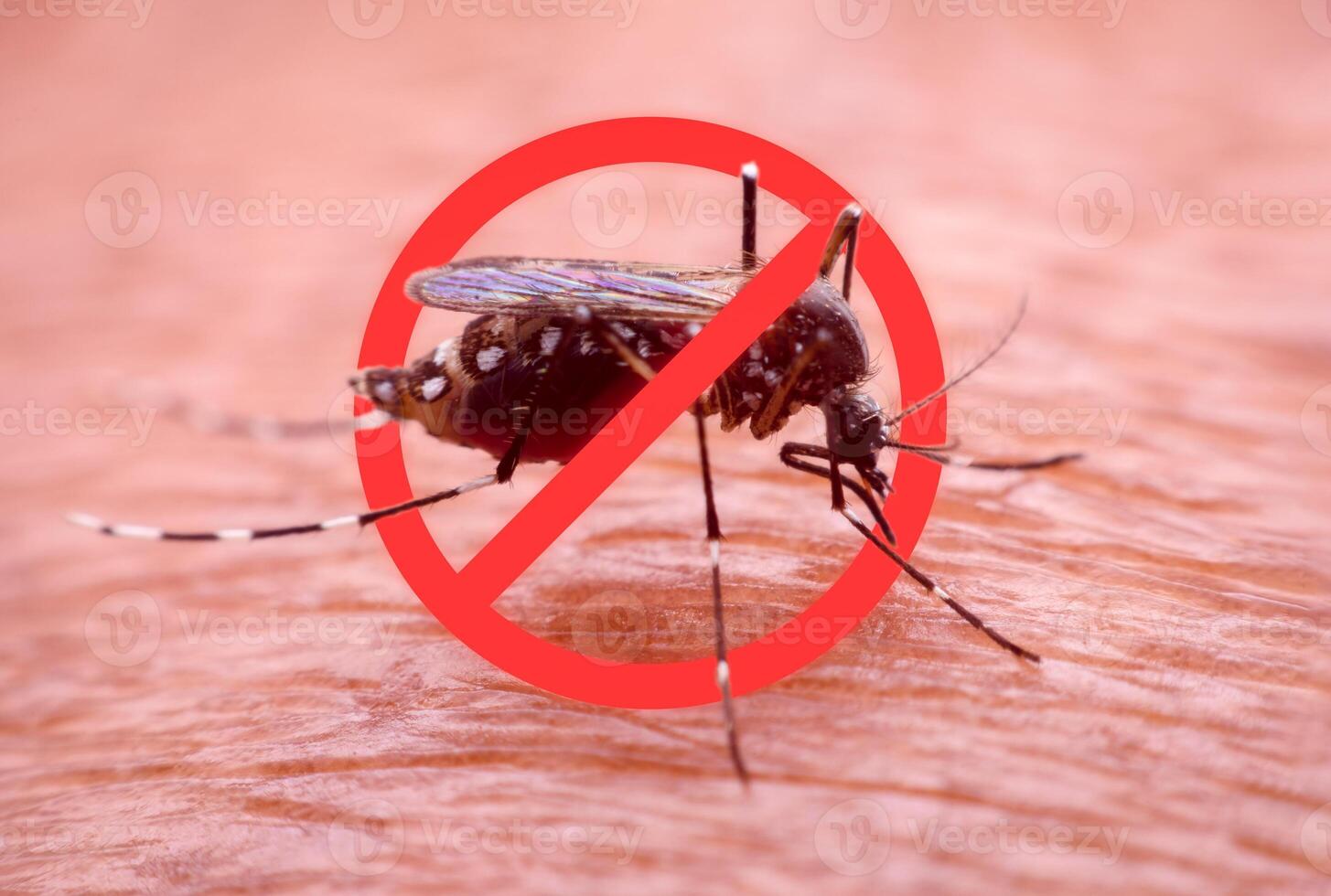 A mosquito that carries dengue fever and Zika virus is sucking blood on a person's skin. photo