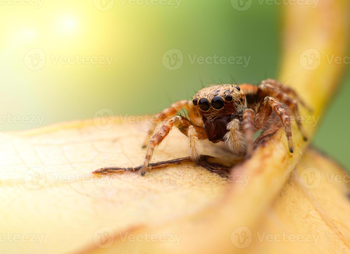 Spiders jumping on leaves. Captured with a close-up macro, the details of the little spider are displayed. photo