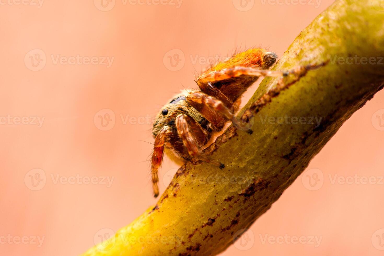 Spiders jumping on leaves. Captured with a close-up macro, the details of the little spider are displayed. photo