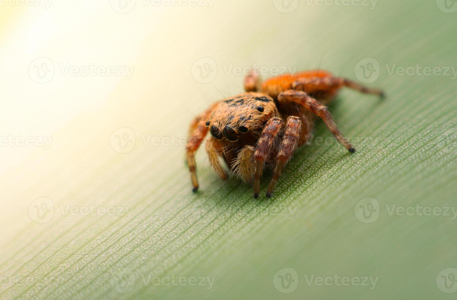 Spiders jumping on leaves. Captured with a close-up macro, the details of the little spider are displayed. photo