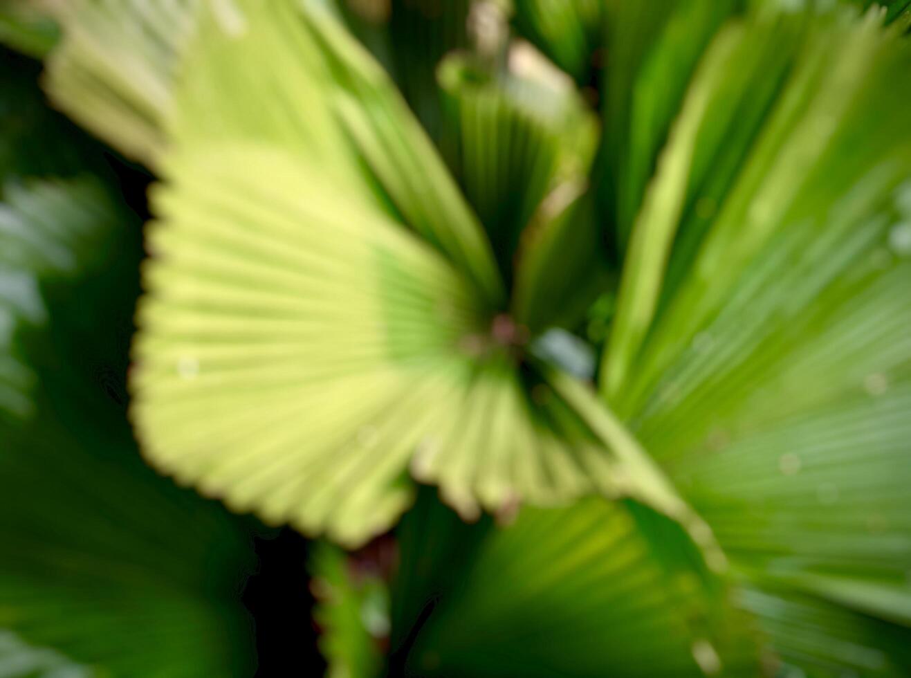 Beautiful blur defocus effect ruffled fan palm green leaves isolated on horizontal ratio background photography. photo