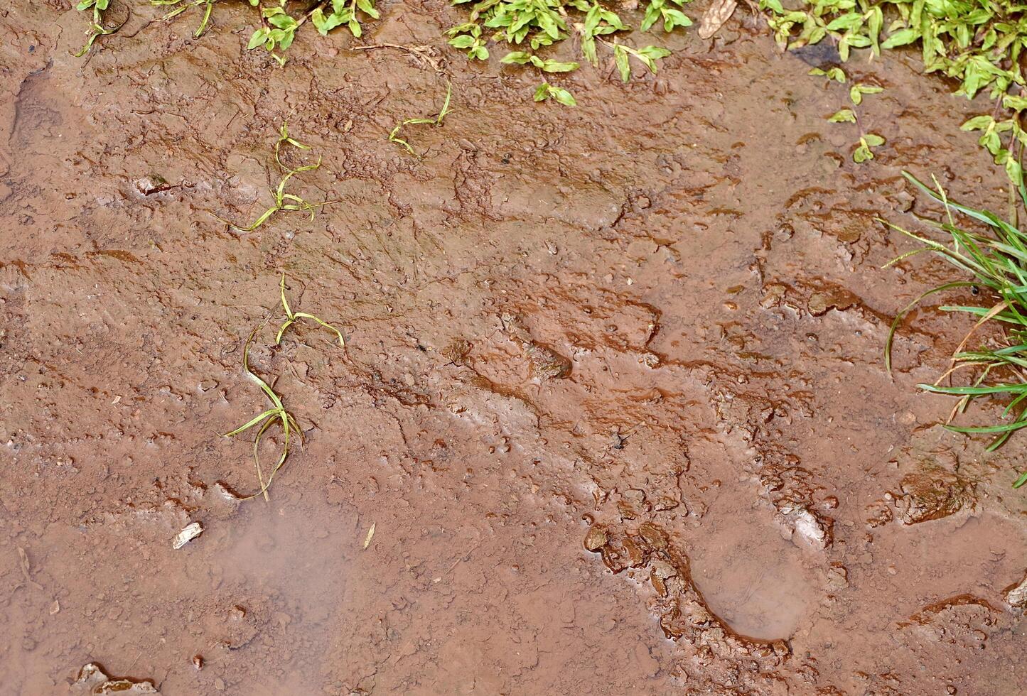 Wet soil muddy road ground texture isolated on horizontal ratio full frame outdoor park flooring background. photo