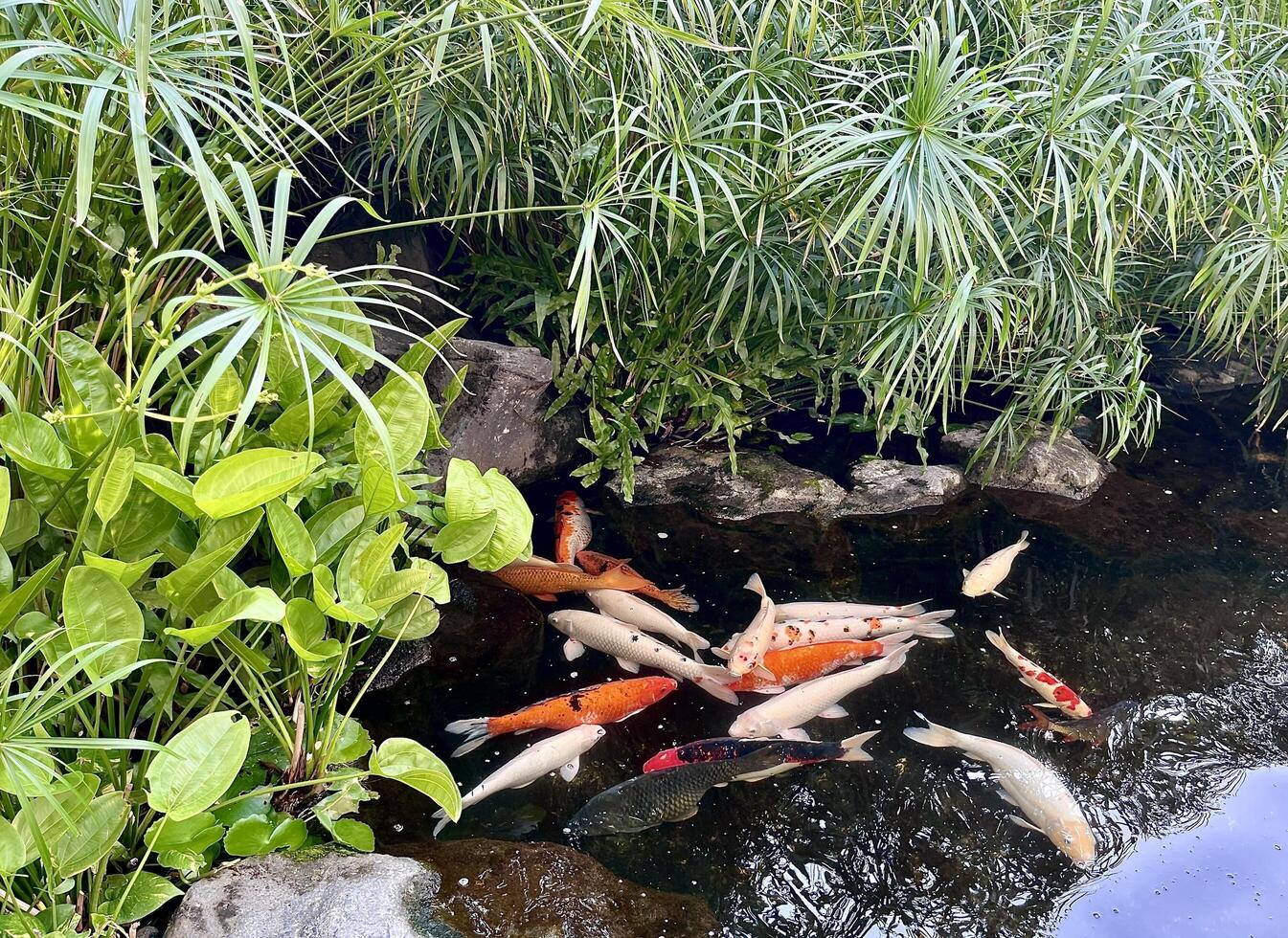 Outdoor park koi fish pond water with green botanical aquatic plants isolated on horizontal ratio background. photo