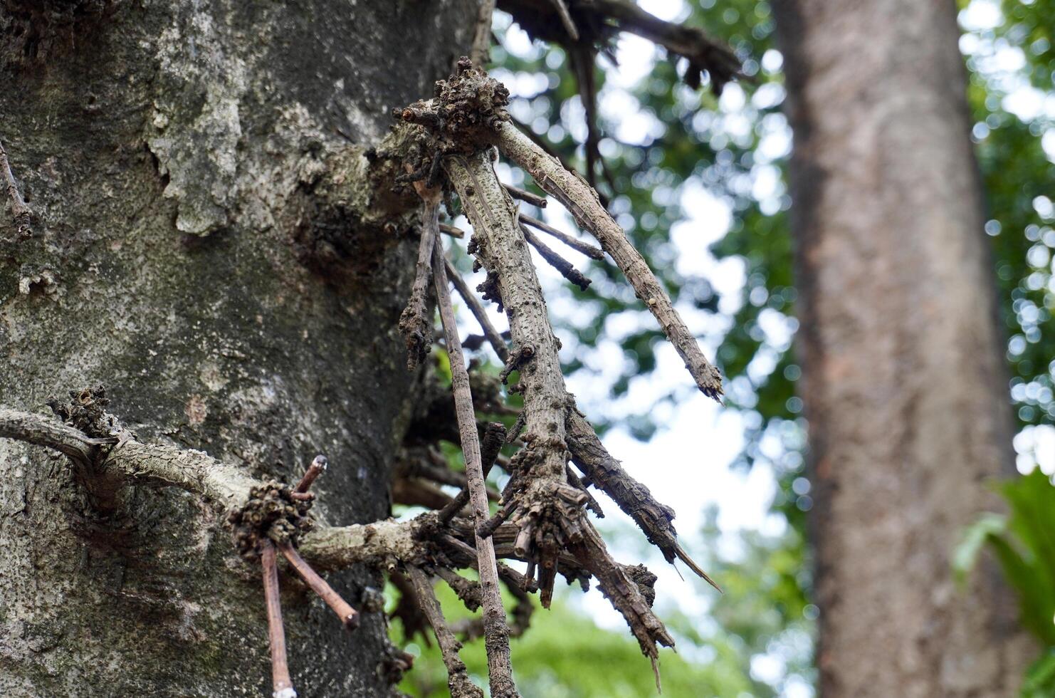 Dead and dry broken tree twig branch part isolated on horizontal ratio outdoor tree trunk, green leaves, and sky background. photo