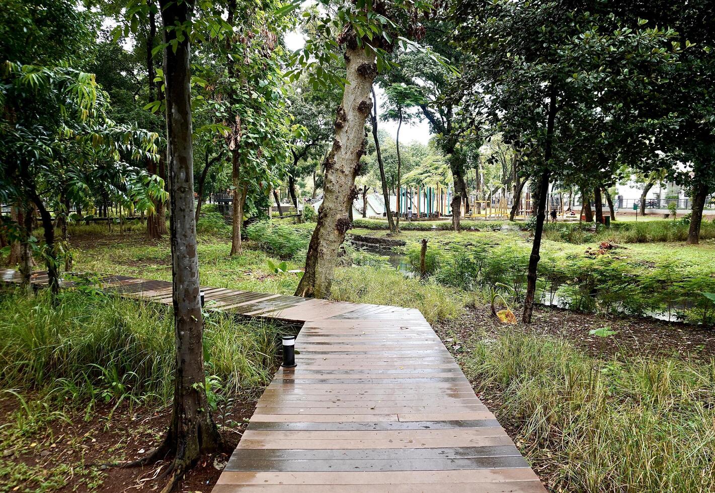 Calming wooden path walk way bridge with no hand railing isolated on horizontal ratio outdoor park green botanical flora grasses and trees background. photo