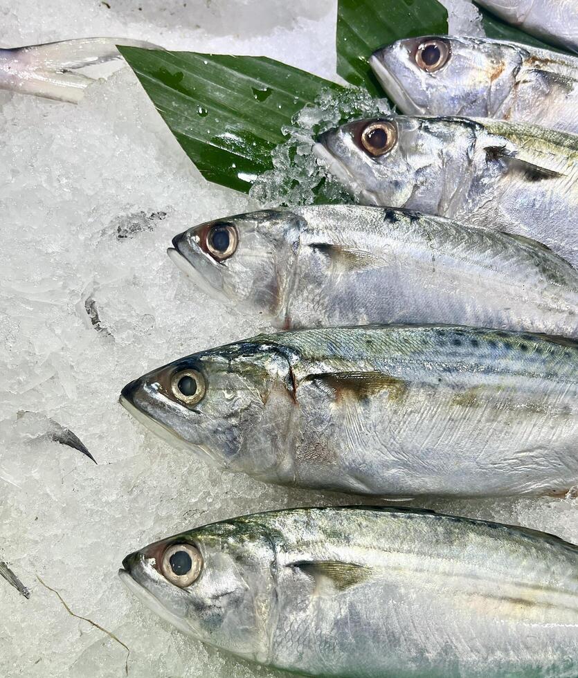 Close up raw fish on ice counter isolated on vertical ratio background. Fishmonger for shopping fish meat. photo