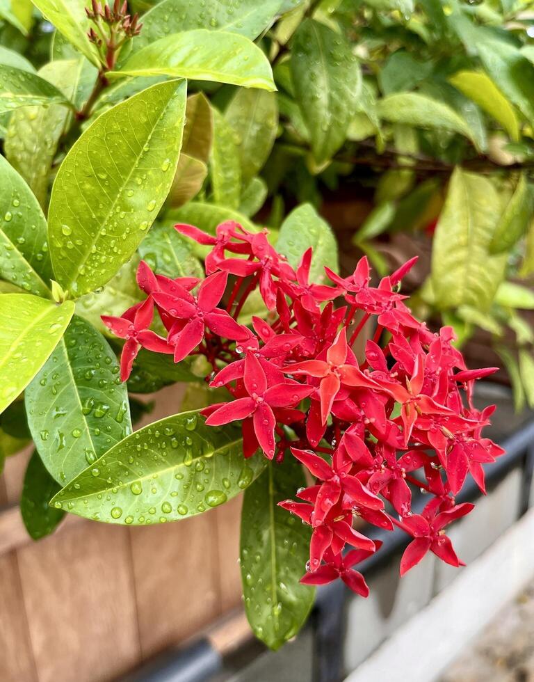 Beautiful group of small red flowers isolated on vertical ratio wet green leaves with rain water drops. West indian jasmine, bunga soka, or chinese ixora. photo
