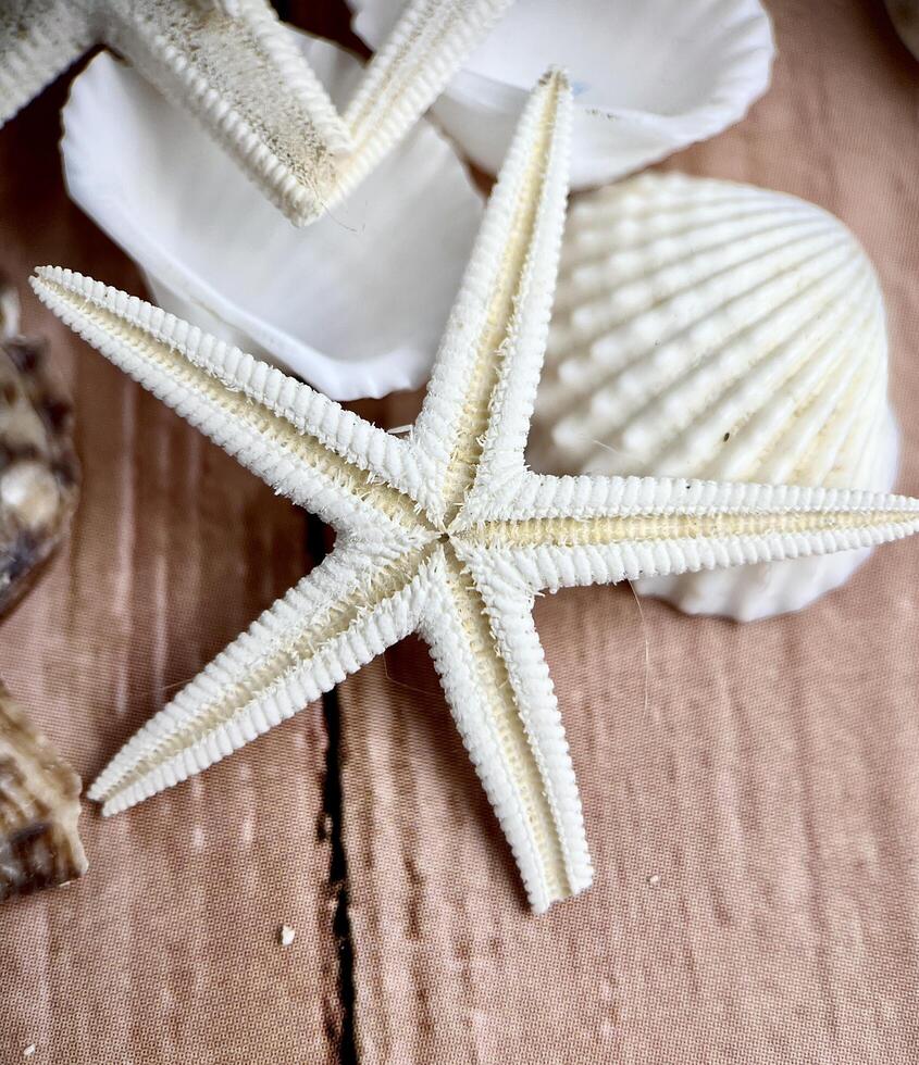 Close up broken damaged star fish and white sea shells or conch beach objects isolated on vertical ratio wooden table surface background. photo