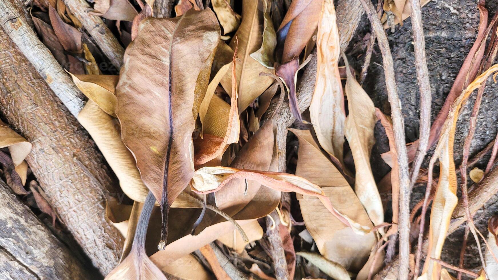 image of dry leaves in nature photo