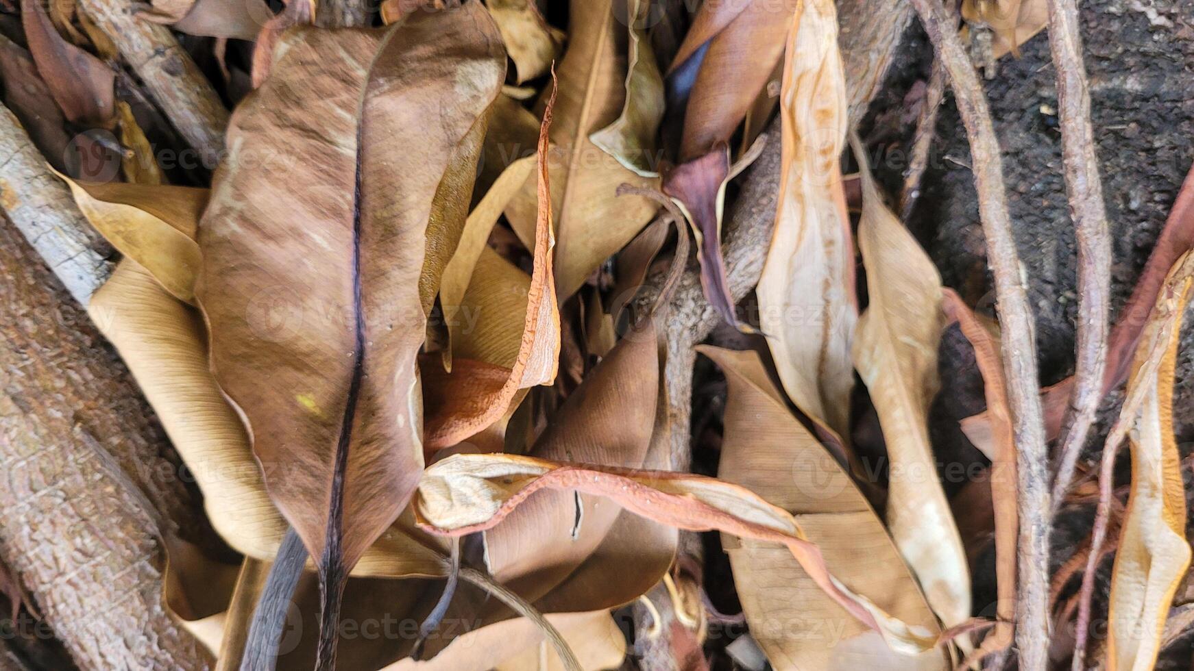 image of dry leaves in nature photo