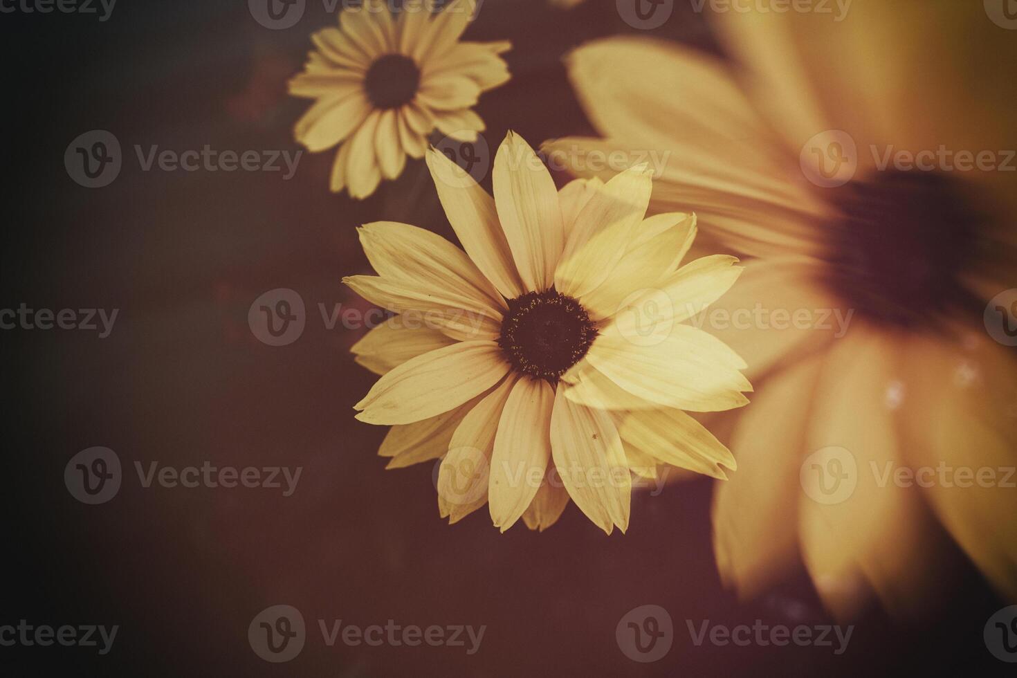 yellow flowers in the summer garden photo