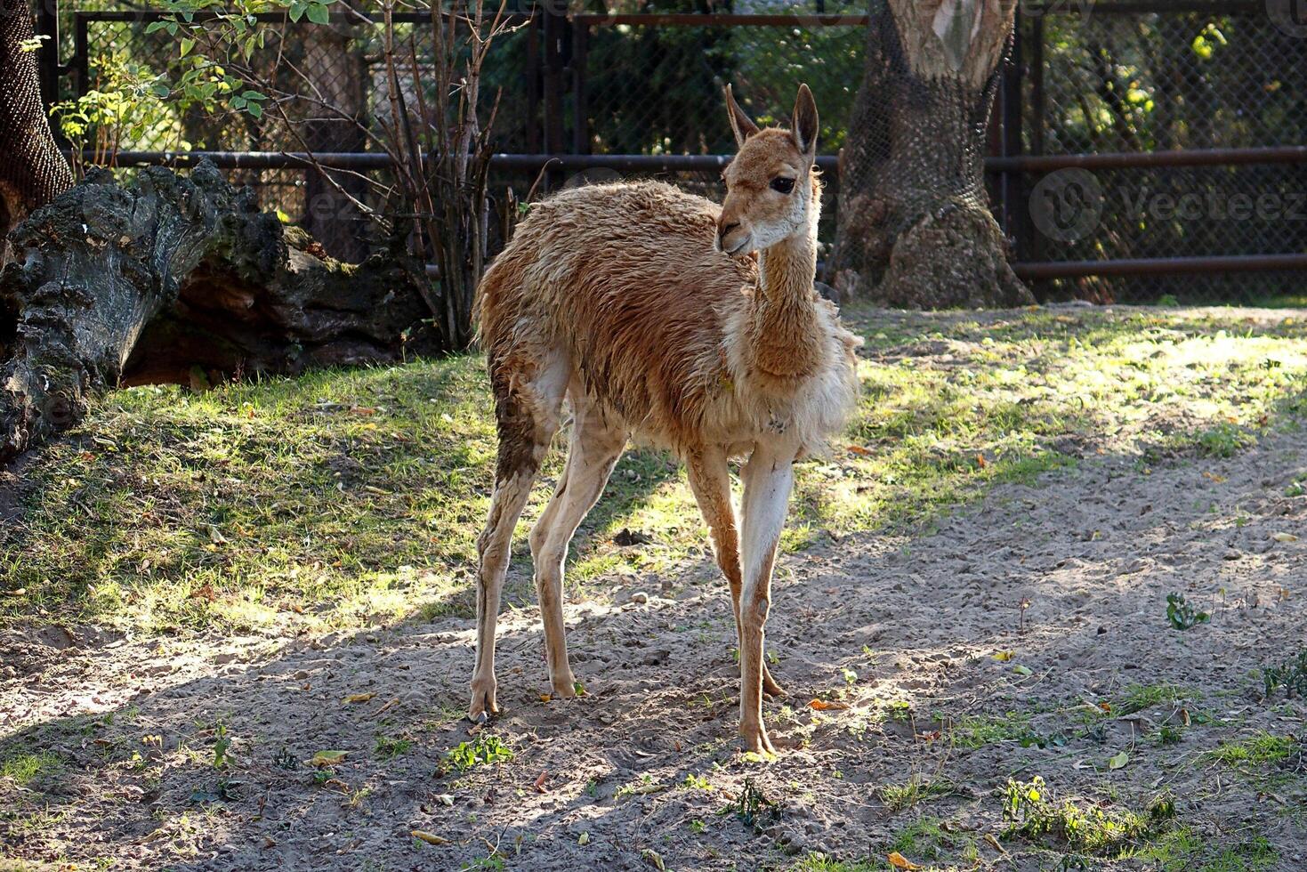 beautiful animal vicuna in the zoo photo