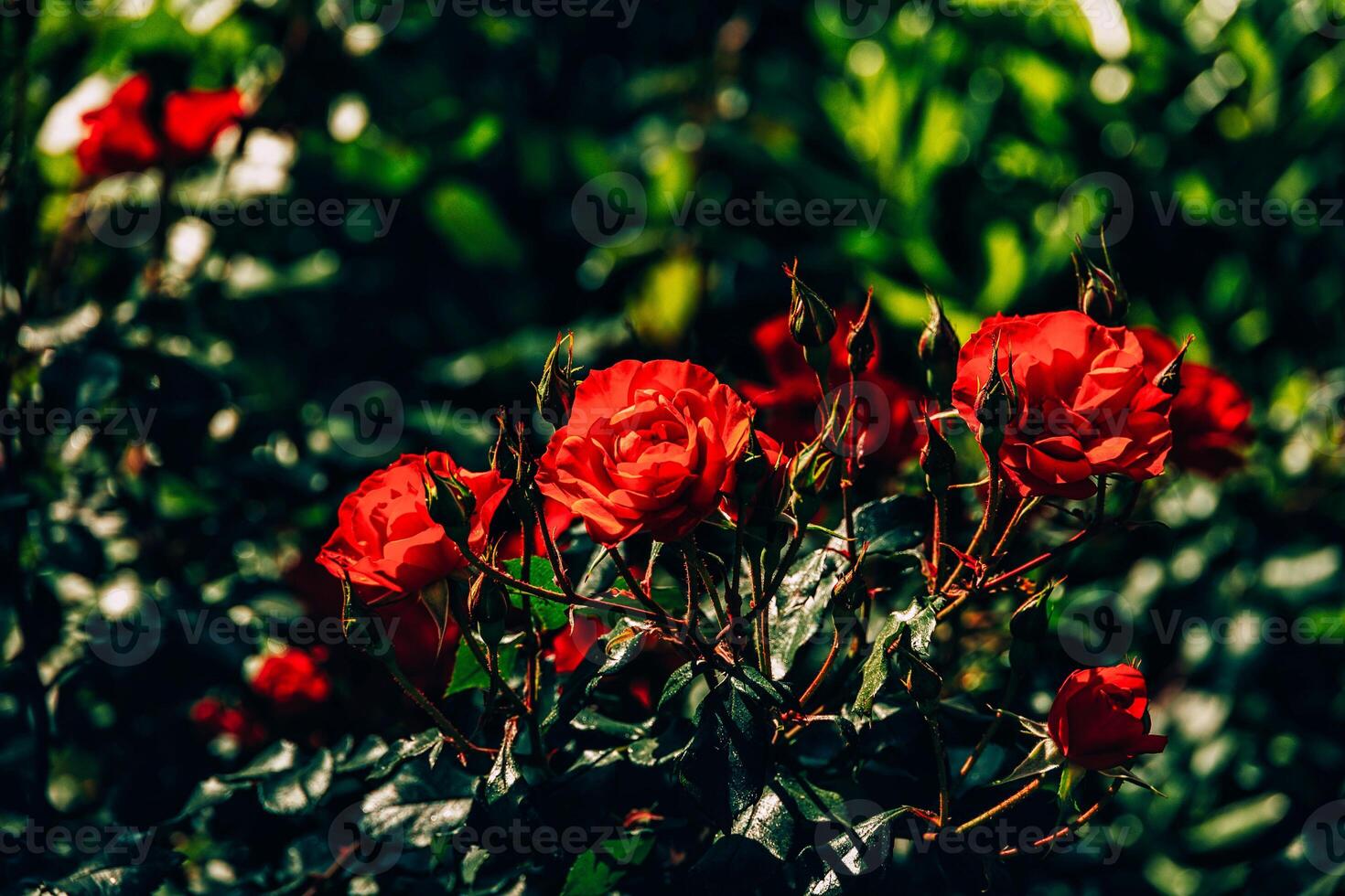 rose in garden photo