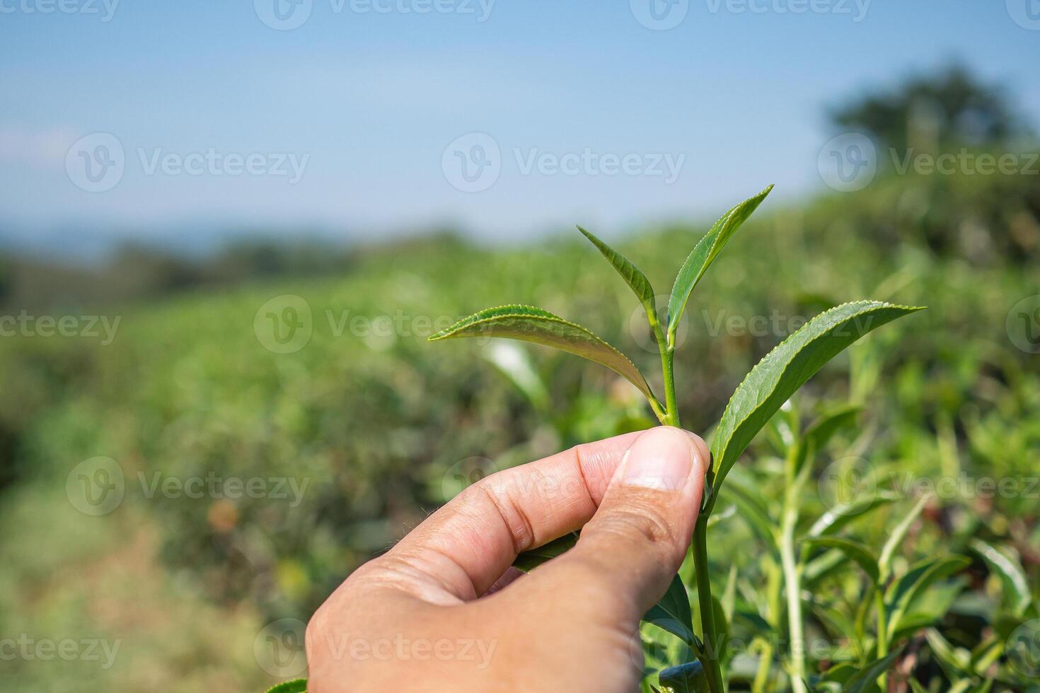 Fingers picking top green tea leaf in the tea plantations with blurred background. Space for text. Close-up photo