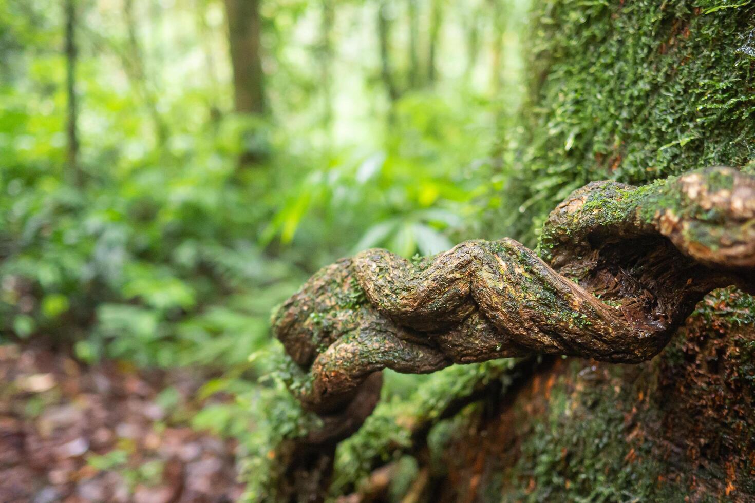 Forest in Kew Mae Pan nature trail at Doi Inthanon, Chiang Mai, Thailand. Famous tourist attractions of Thailand. Close-up of the tree with moss. Space for text photo