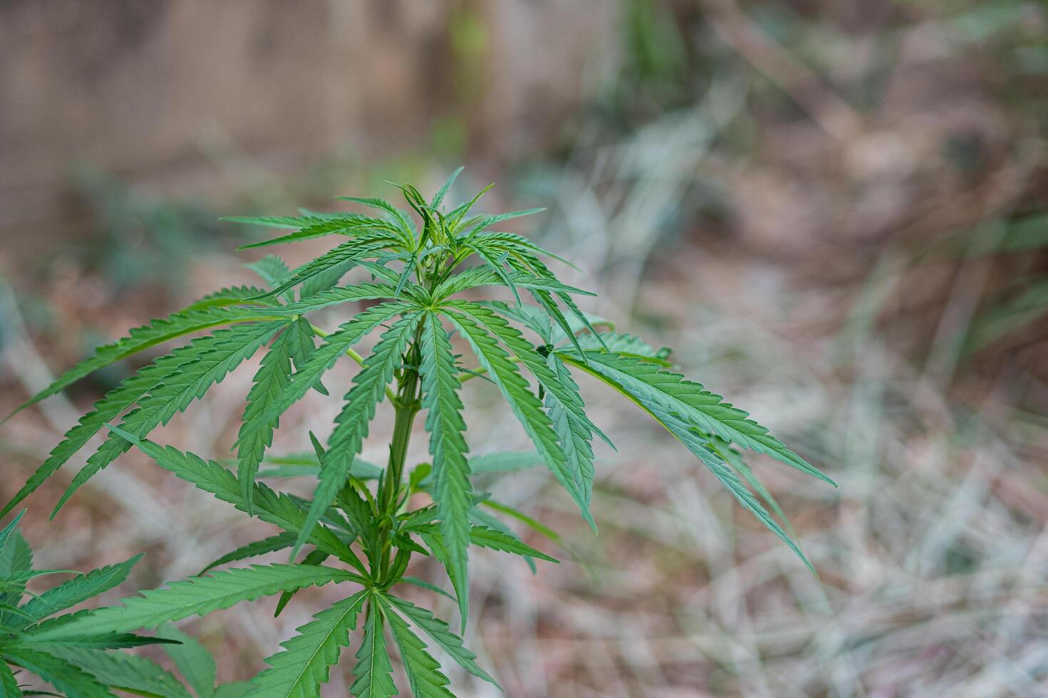 Close-up of cannabis plant growing at outdoors marijuana farm. The texture of marijuana leaves. Space for text. Concept of cannabis plantation for medical photo