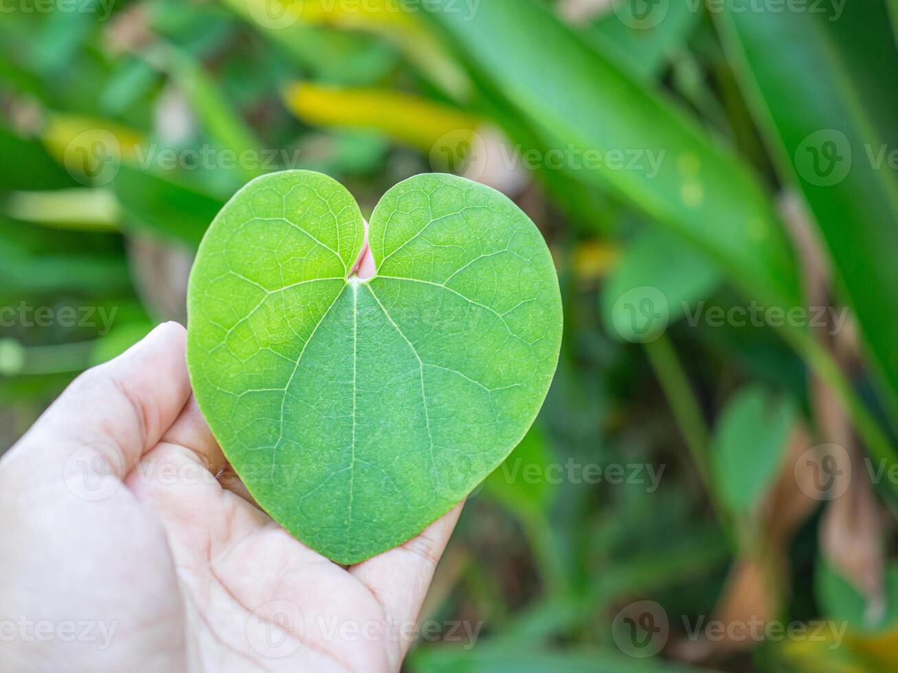Aristolochia Ringen leaf on palm young woman while standing in a garden. Green heart-shaped vine leaf of Valentine's day. Space for text photo